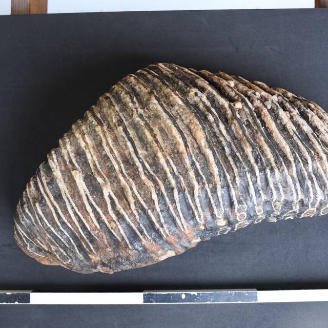 Der besonders gut erhaltener Zahn eines Mammuts wird dokumentiert (undatiertes Handout). Der Düsseldorfer Hobby Archäologe Rustam Wagner hat am Rheinufer den bis zu 125.000 Jahre alten Mammutzahn gefunden. Nun wird der Backenzahn im Düsseldorfer findet Mammut-Zahn am Rhein präpariert, um den Verfall aufzuhalten.