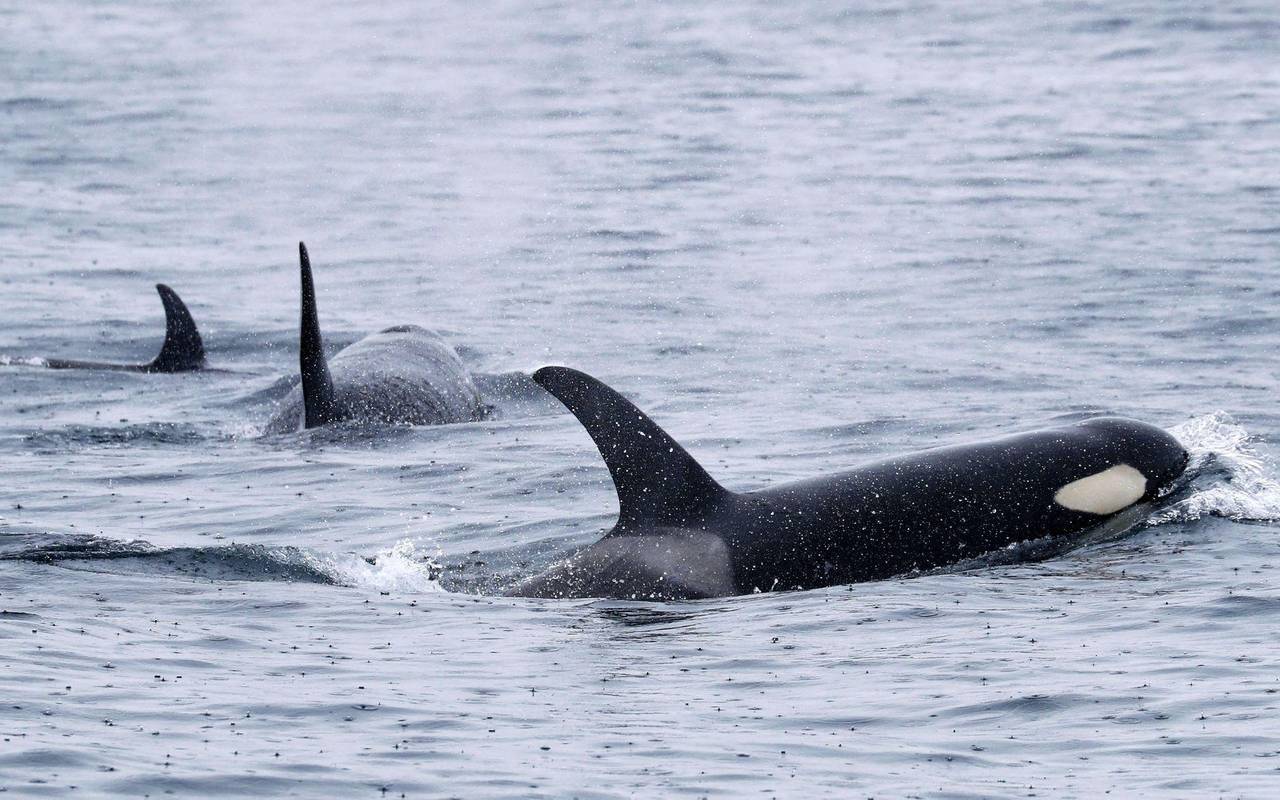 Mysteriöse Orca-Attacken