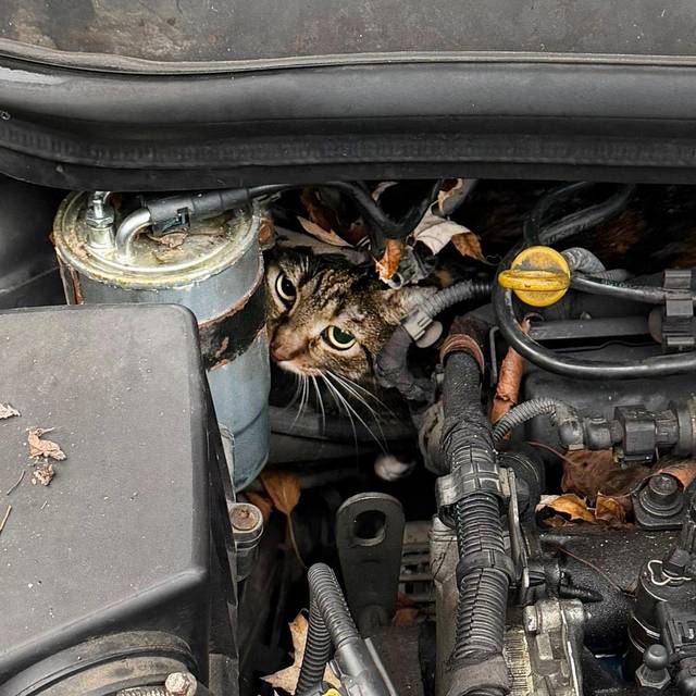 Katze aus Motorraum befreit