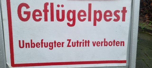 Niederrhein: Kein weiterer Fall von Geflügelpest