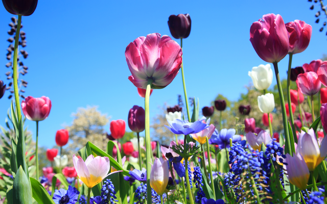 Gartenarbeit im Frühling: bunte Frühjahrsblüher mit blauem Himmel im Hintergrund