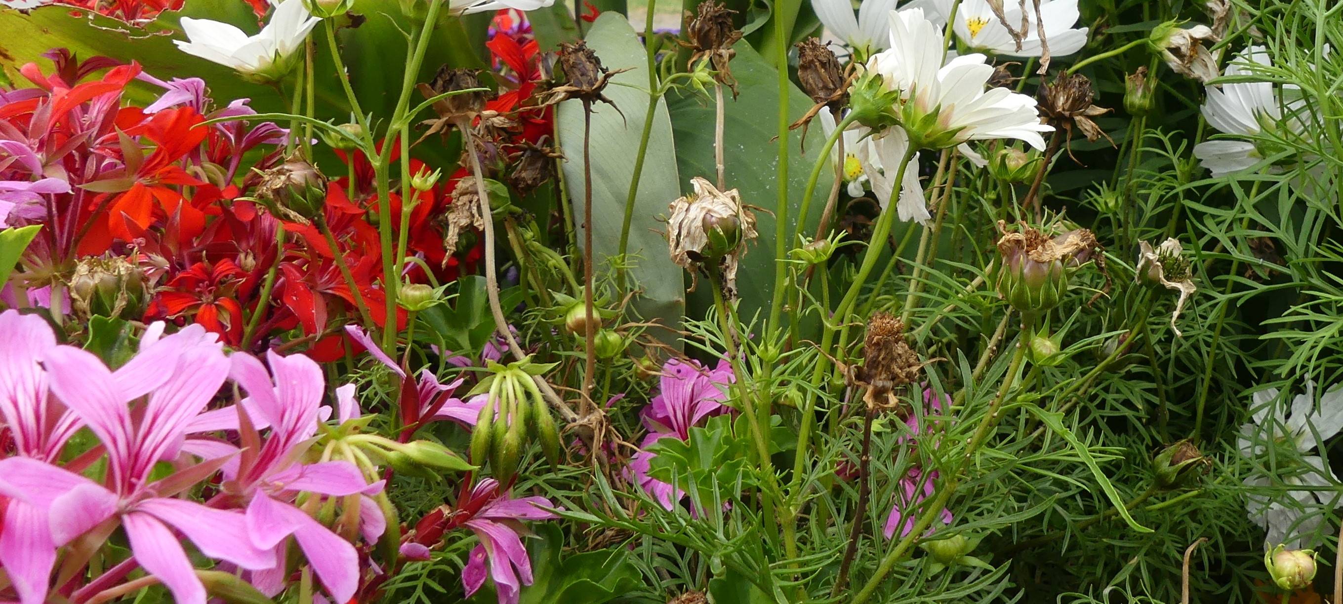Nachhaltige Pflanztöpfe aus Straelen-Herongen