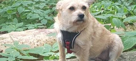 Goch: Hundedreck auf dem Stadtfriedhof