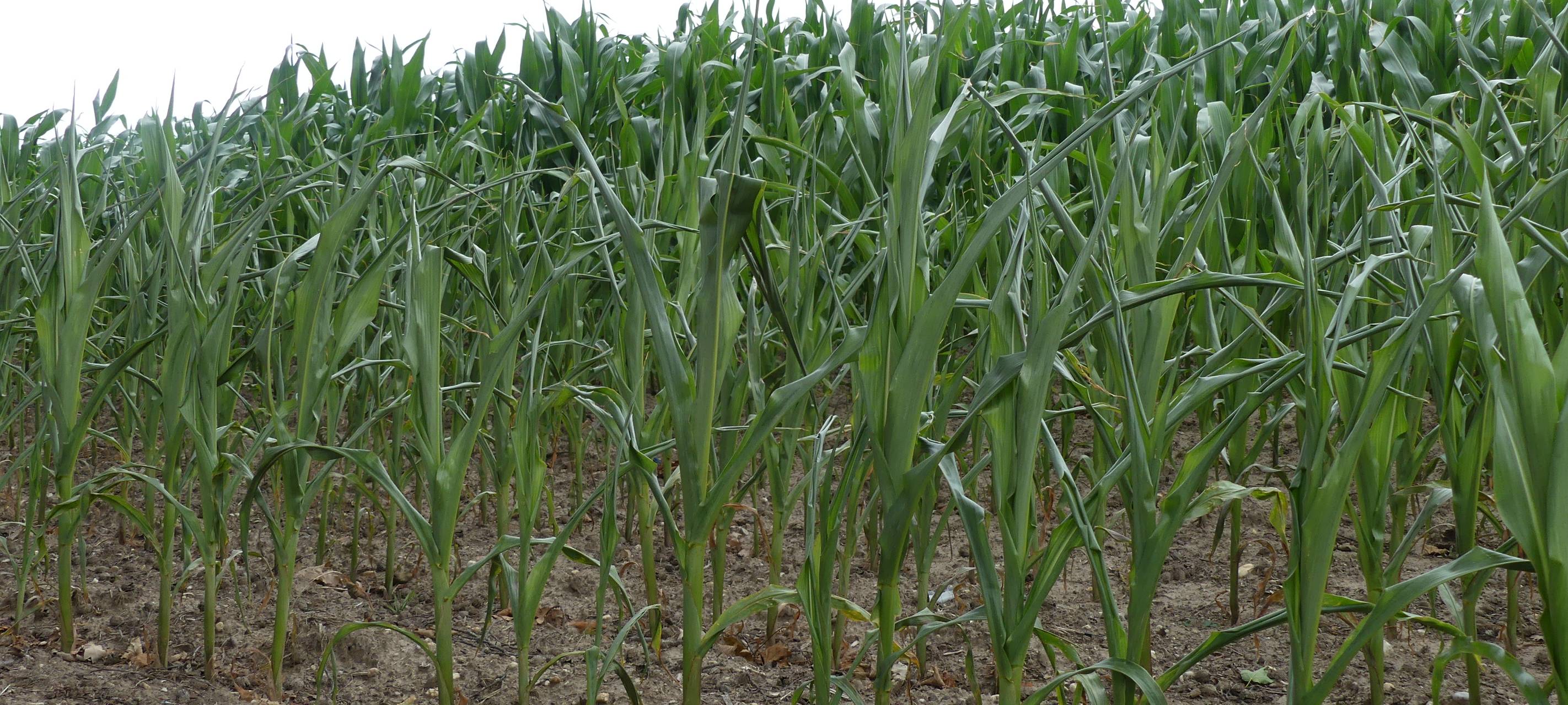 Kreis Kleve: Sommerregen reicht für Landwirtschaft nicht aus