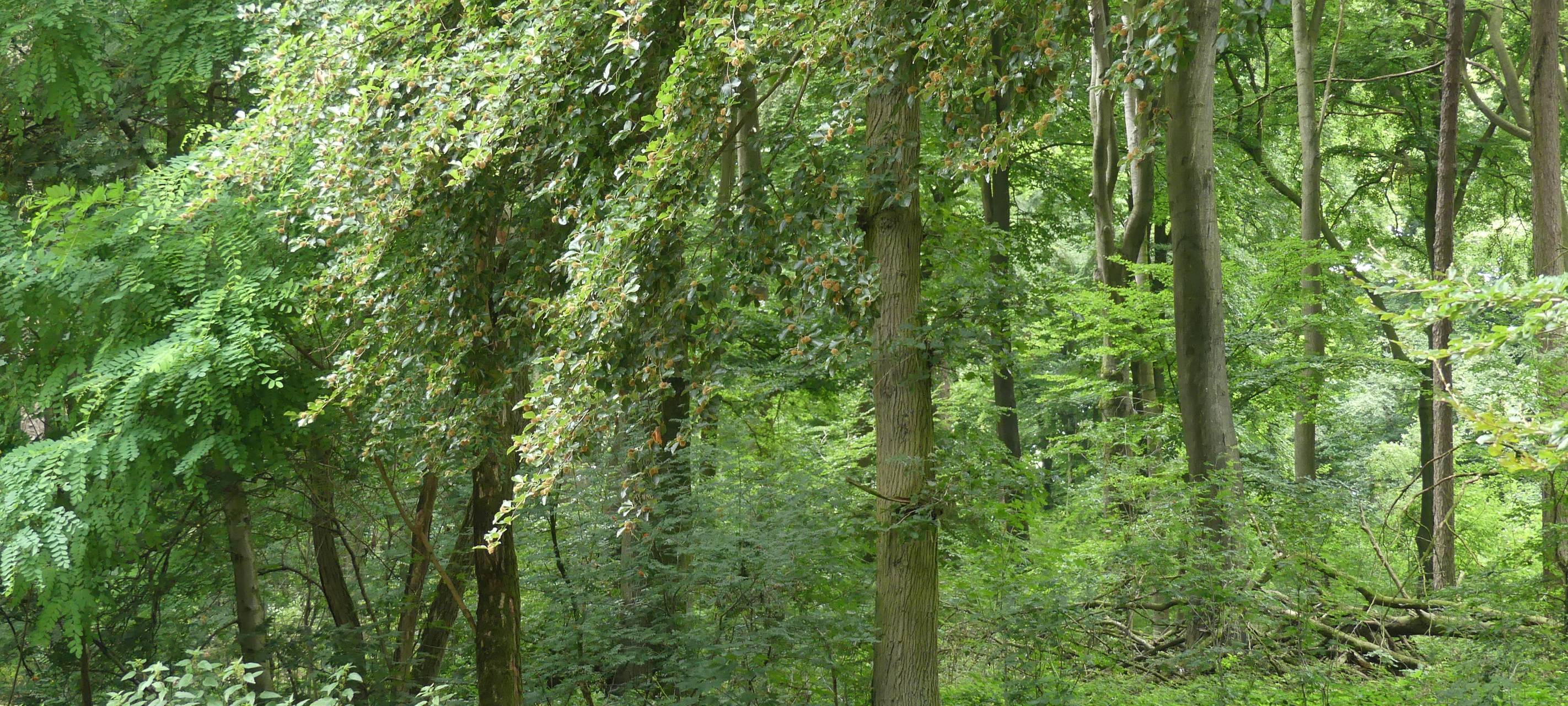 NRW/Niederrhein: Nabu fordert mehr Schutz vor Waldbränden