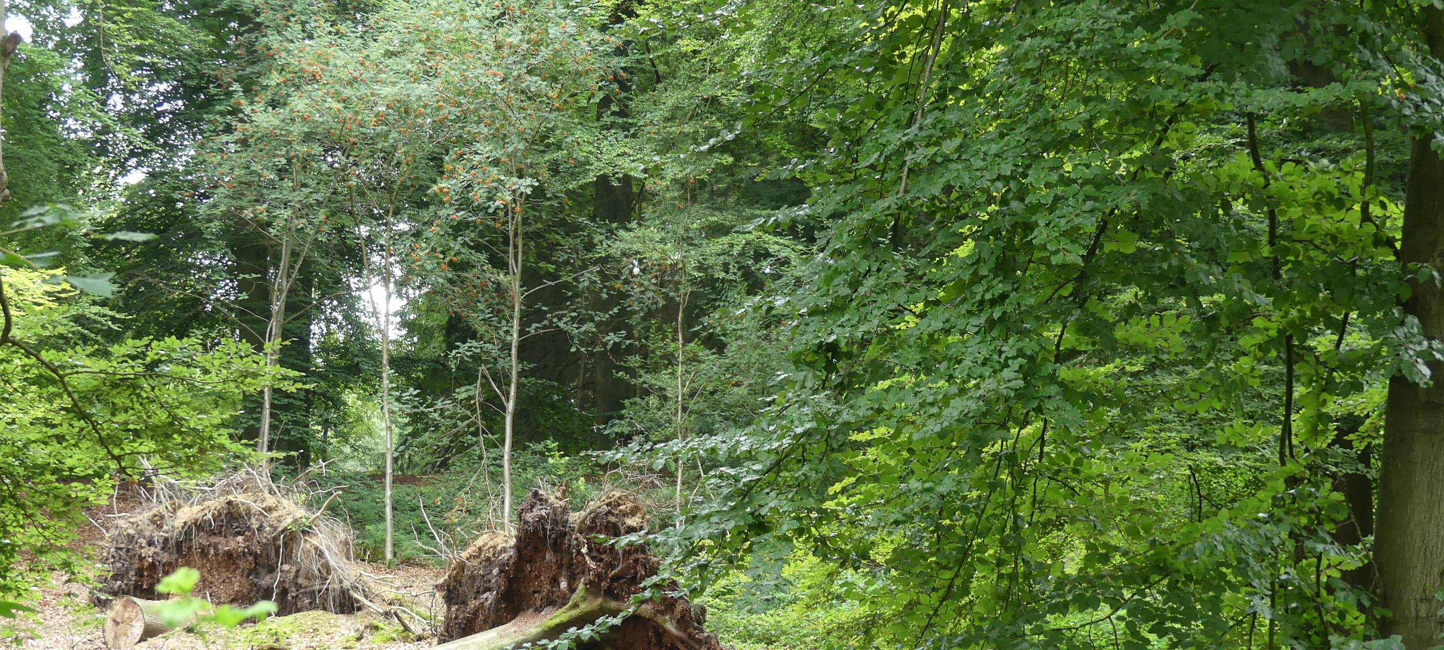 Kreis Kleve: Gewerkschaft fordert mehr Forstpersonal