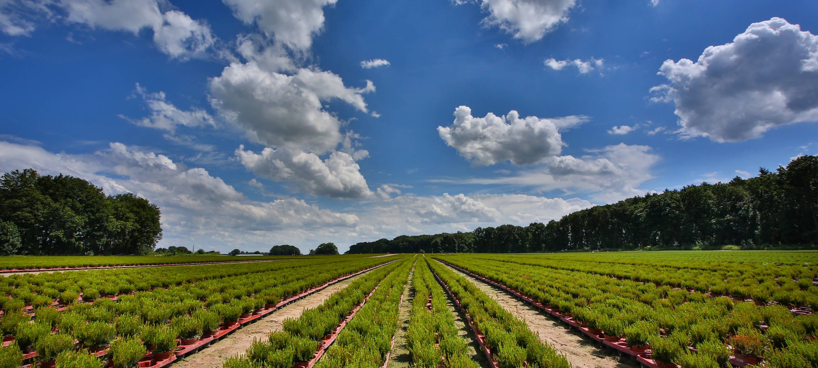 Bauernschaft Vorselaer in Weeze - Charly Kühnast