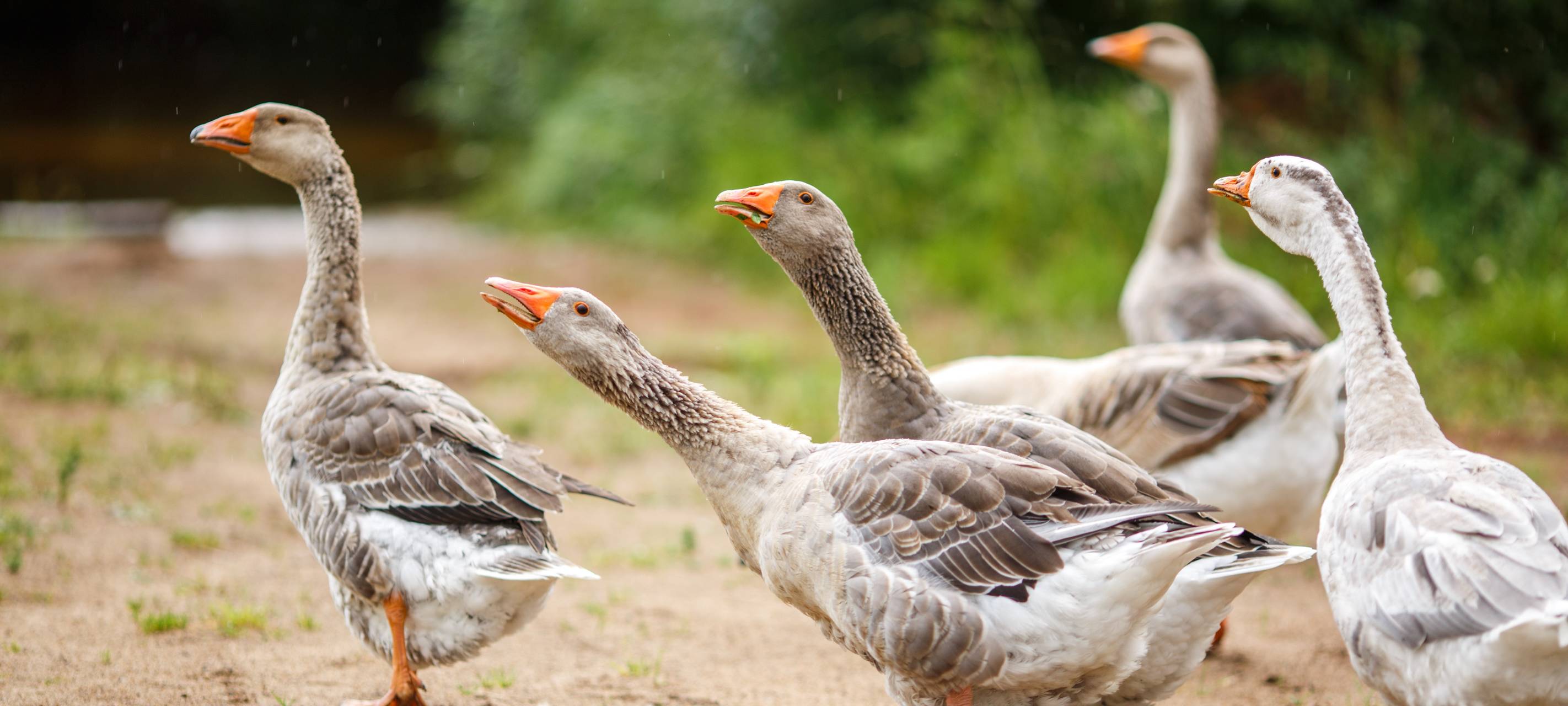 Gänse
