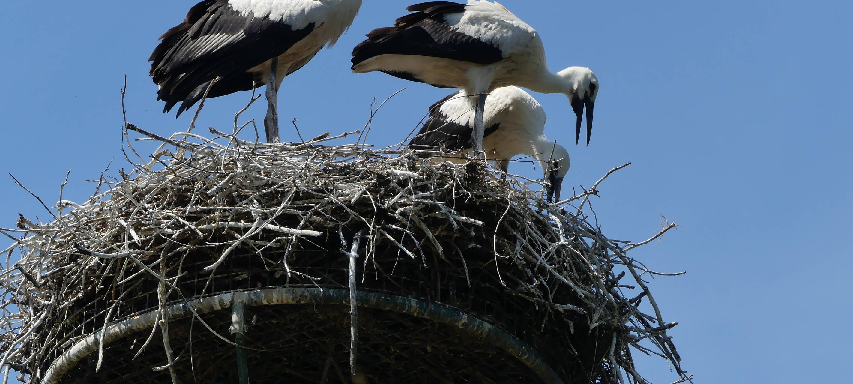 Niederrhein: Erste Zugvögel fliegen Richtung Süden