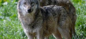 Niederrhein: Wölfin Gloria darf nicht erschossen werden