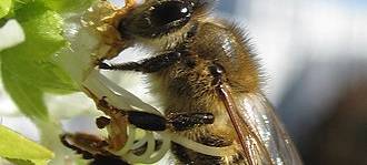 Kevelaer: NABU will Insekten retten und sammelt Unterschriften