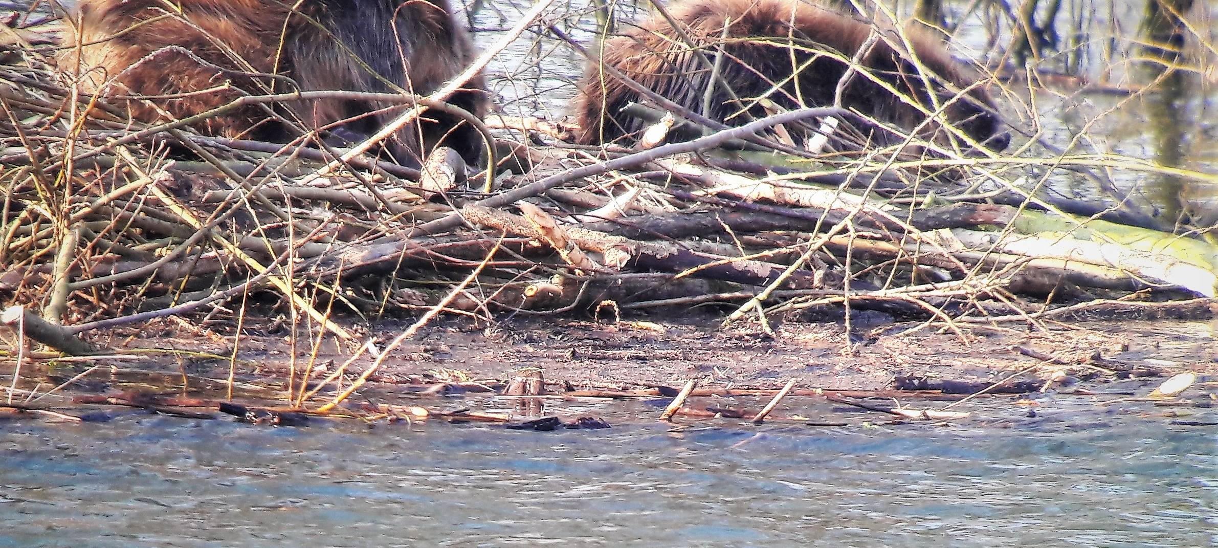 NRW/Niederrhein: Bibermangement soll endlich greifen