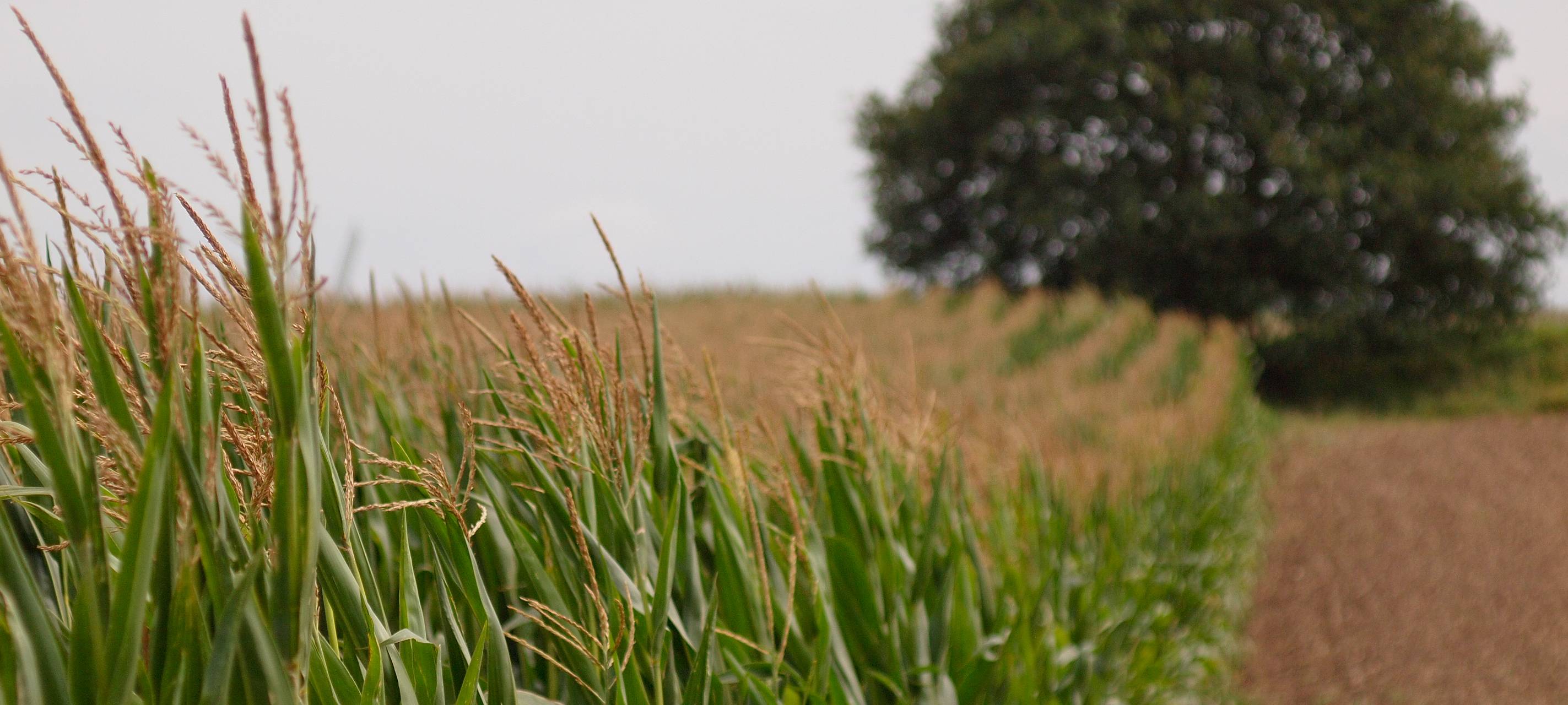 Landtagsabgeordneter S. Wolters zur Landwirtschaft im Kreis Kleve