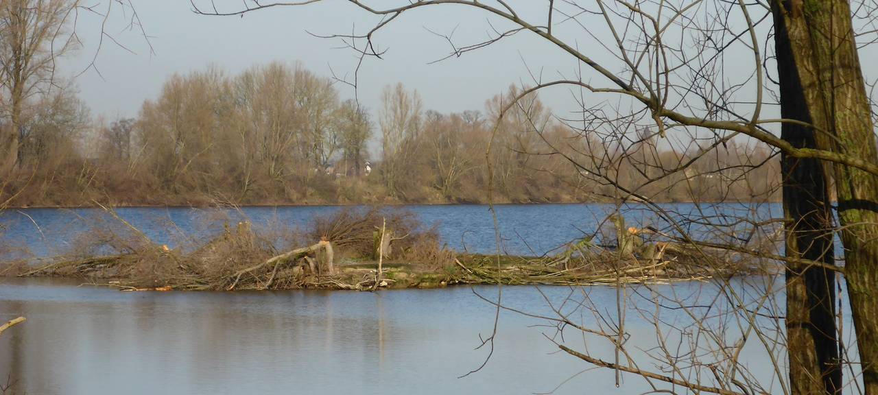 Kleve: Feuerwehr rettet Komoran aus Fußball-Fangnetz