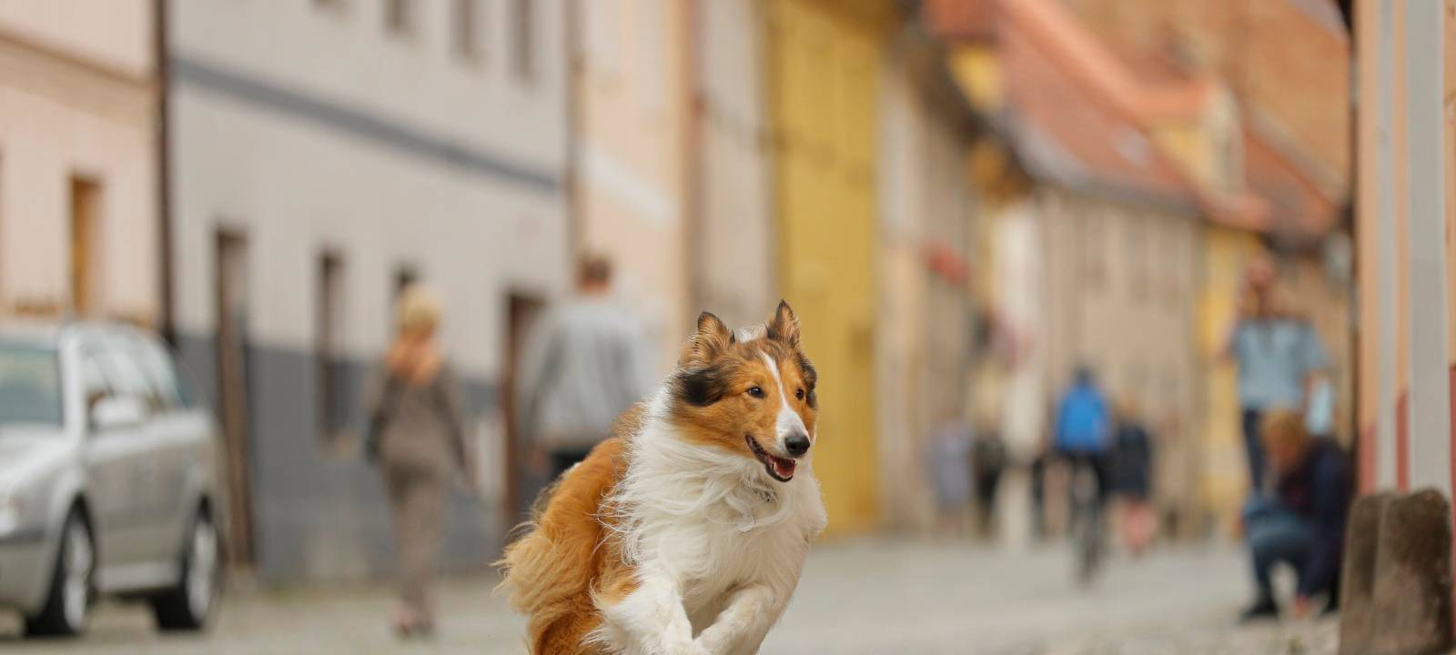Lassie jagt durch ganz Deutschland.