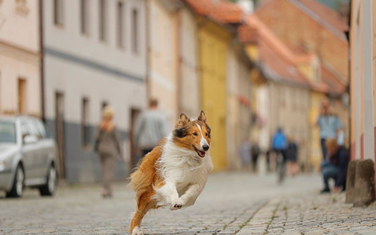 Lassie jagt durch ganz Deutschland. 