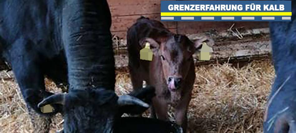 Kleve: Wasserschutzpolizei rettet Kalb aus Rhein