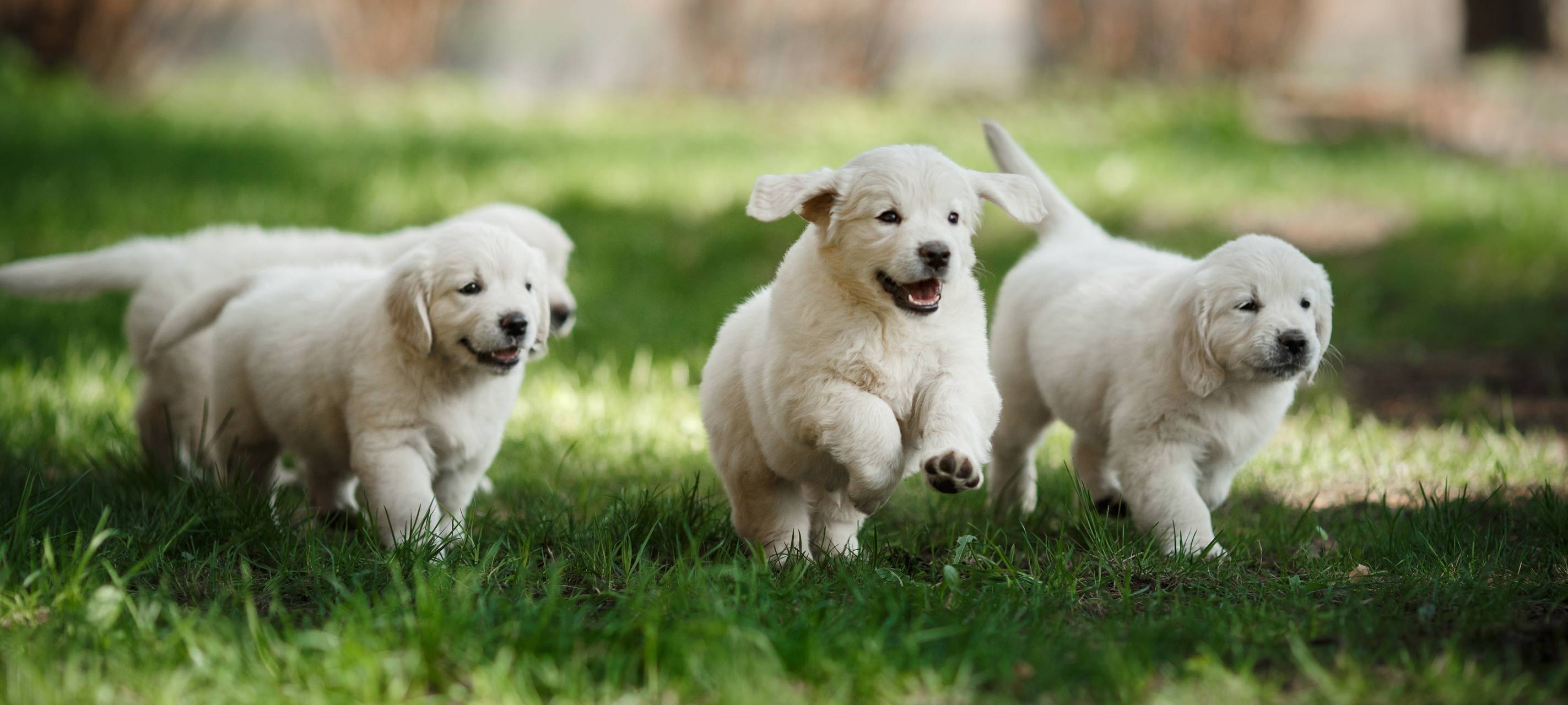 Warnung vor illegalem Welpenhandel