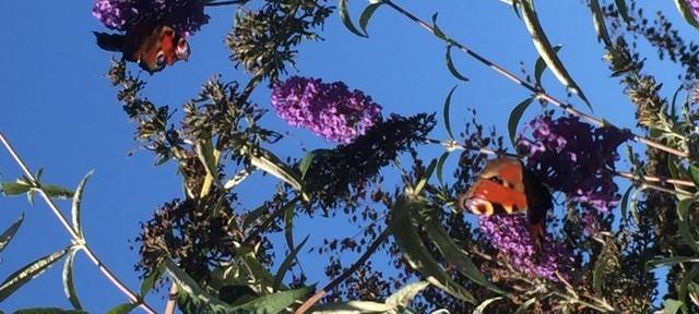NRW/Niederrhein: Naturschützer sorgen sich um Schmetterlinge