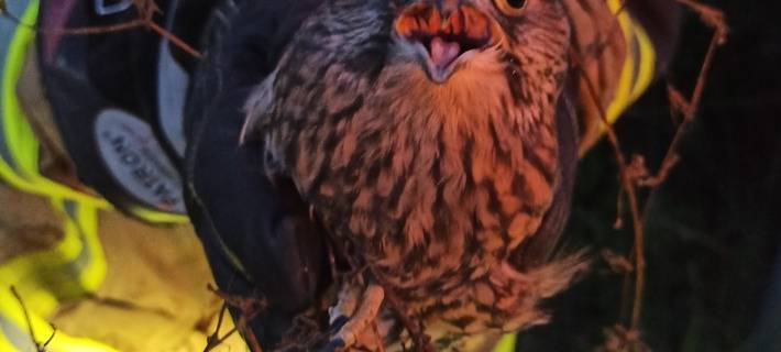 Bedburg-Hau: Bussard aus Hochspannungsmast gerettet