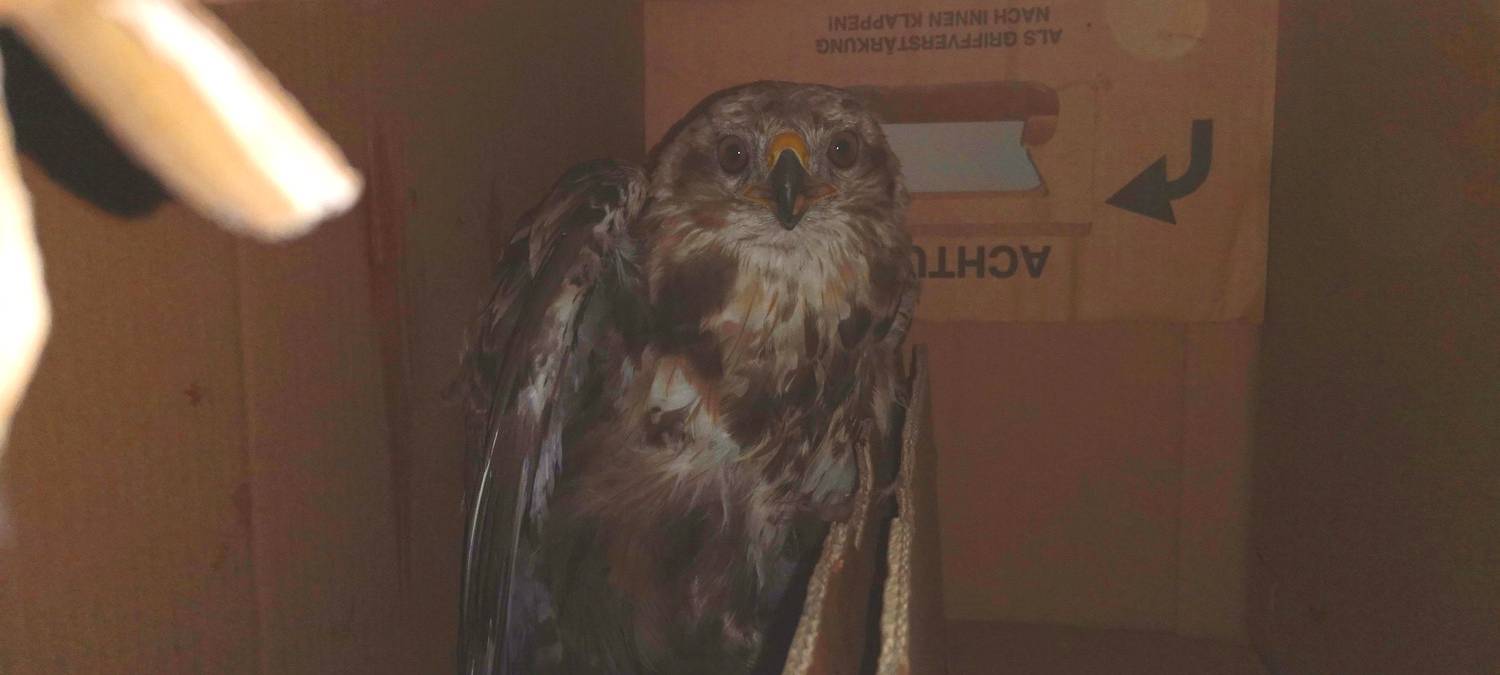 Emmerich: Polizei rettet Greifvogel