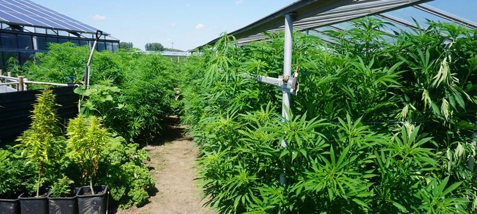 Kevelaer-Winnekendonk: Hanfplantage entdeckt