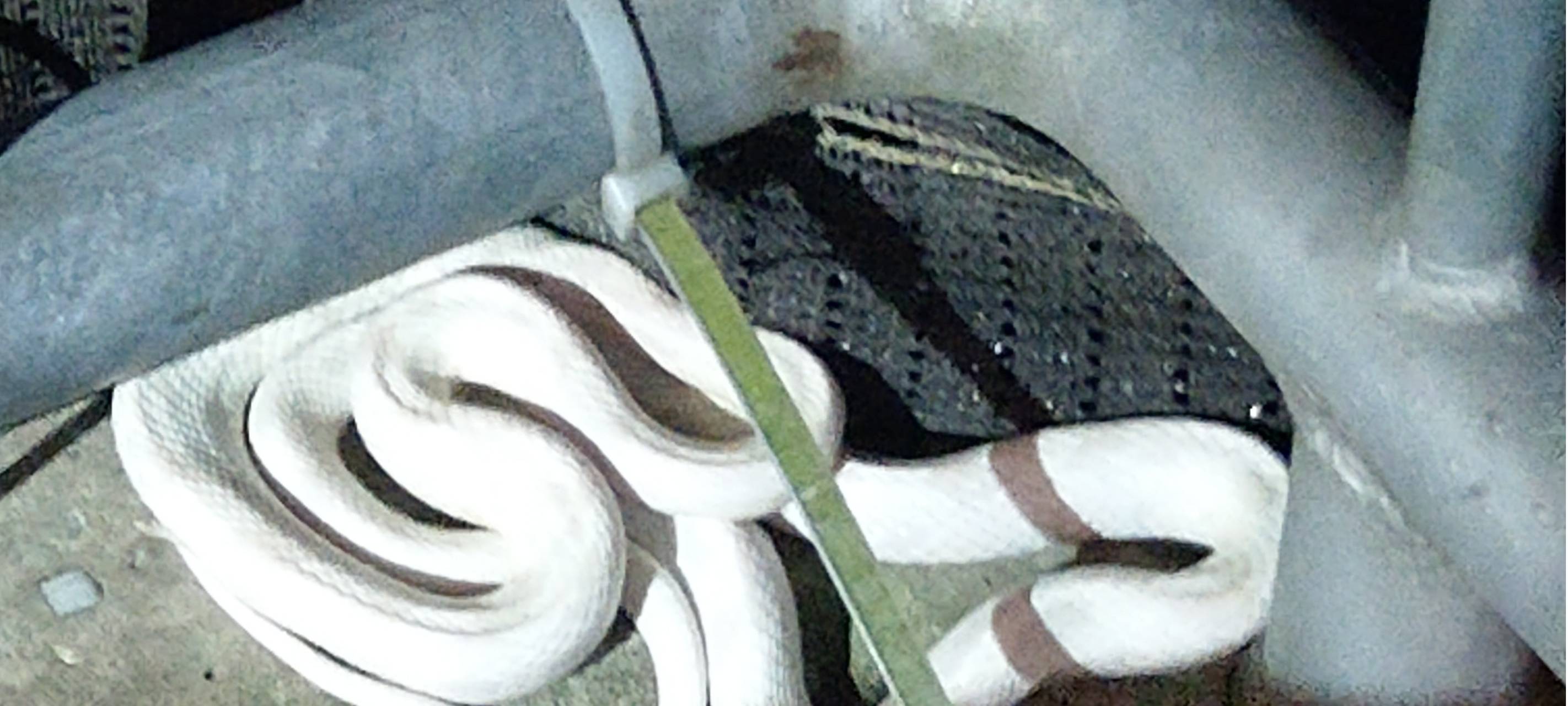 Kleve: Schlange auf Balkon entdeckt