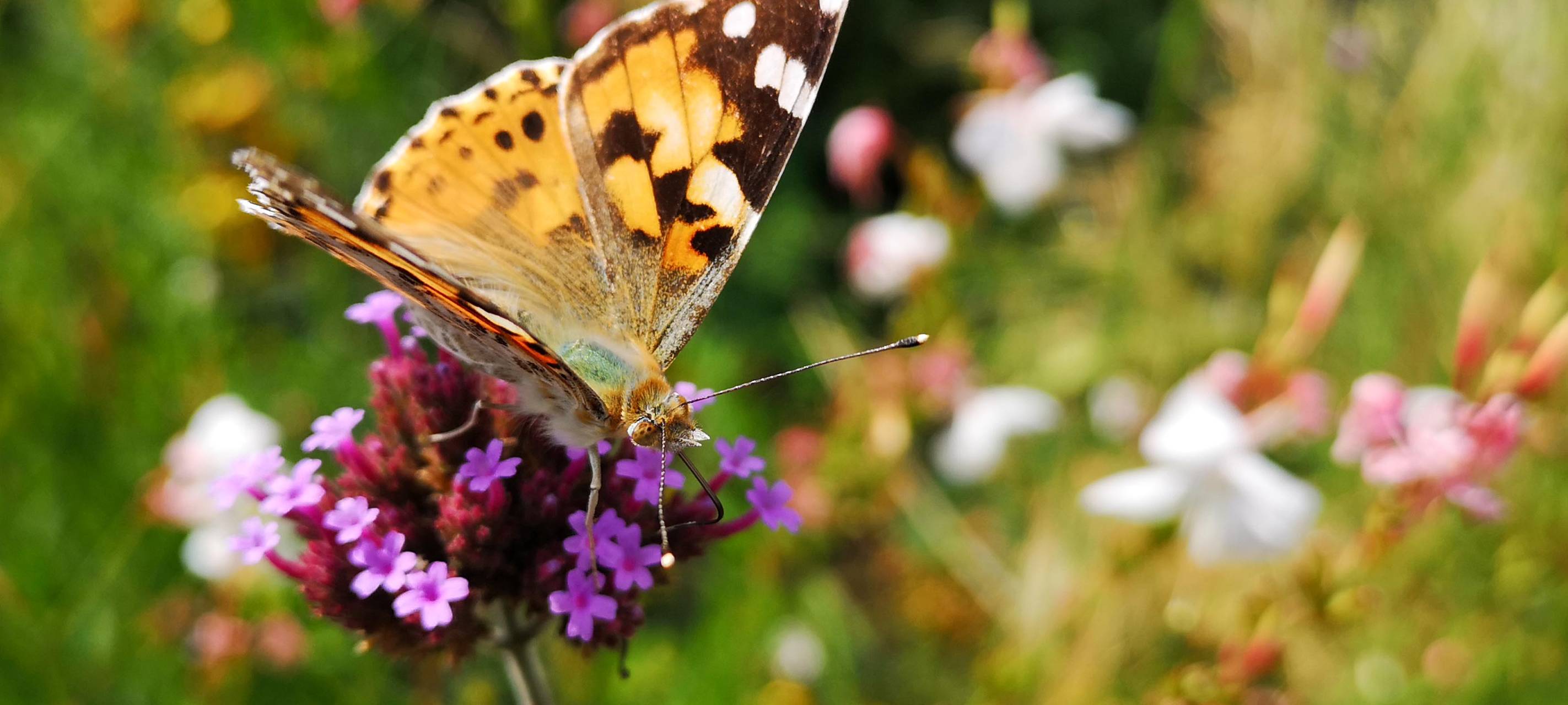 Kreis Kleve/ NRW: Bislang weniger Schmetterlinge