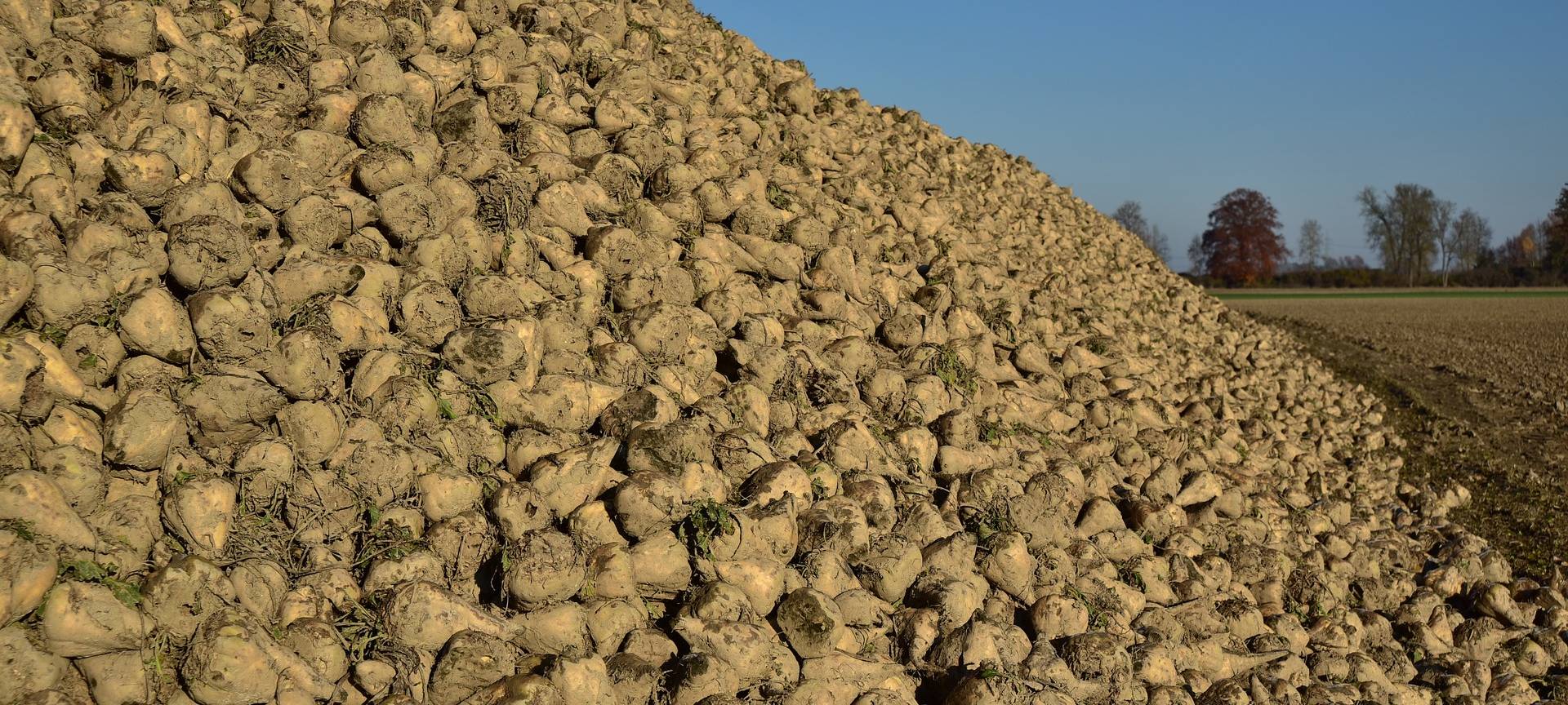 Ein Haufen Zuckerrüben