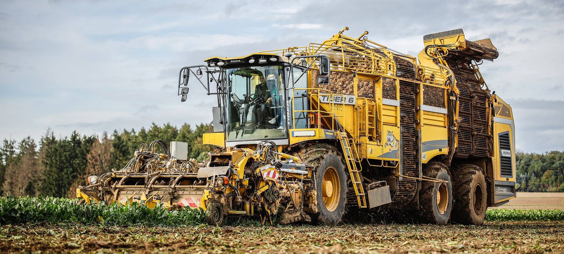 Eine Erntemaschine auf dem Feld erntet Zuckerrüben