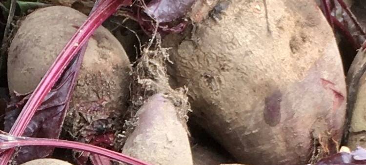 Saisongärten in Geldern-Vernum