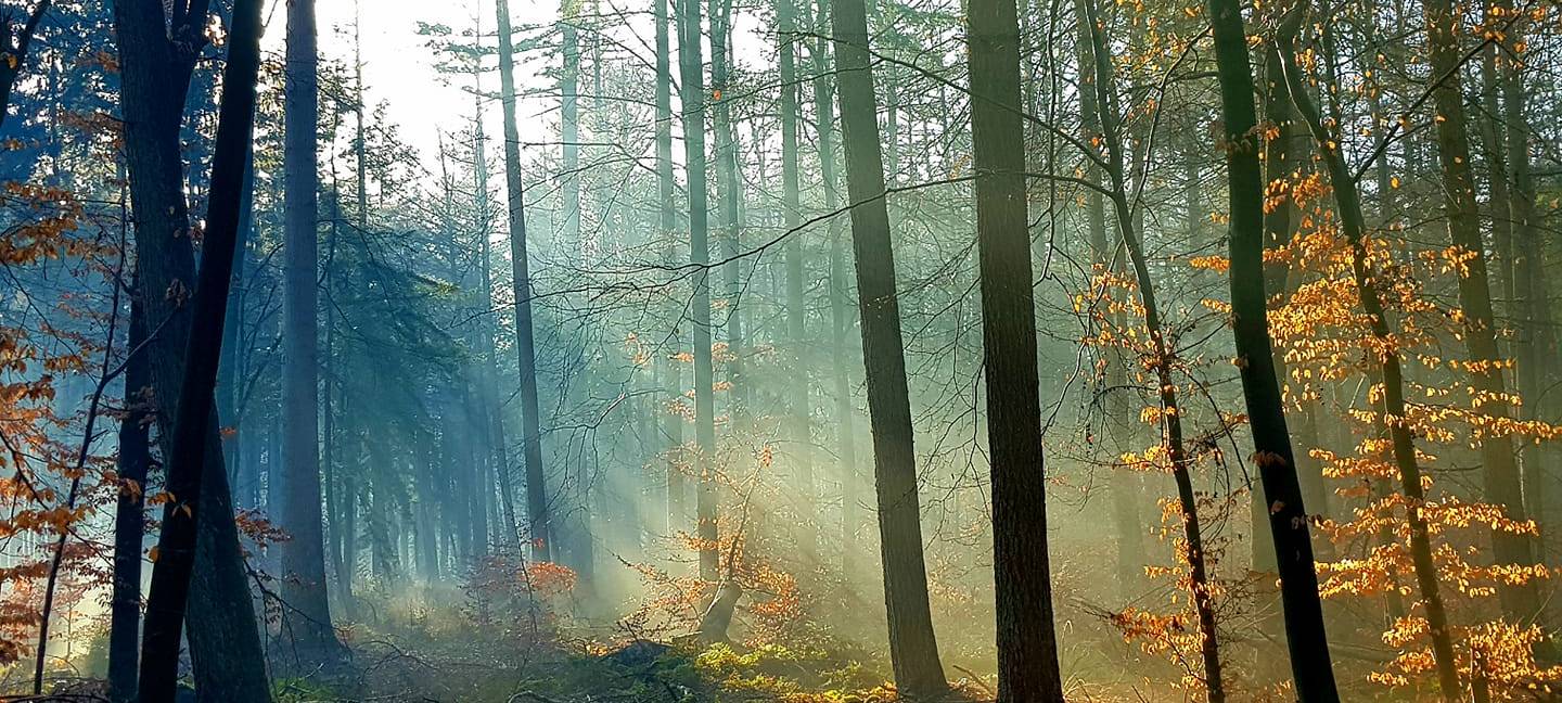 Niederrhein Galerie - Gewinner-Foto für Januar 2022