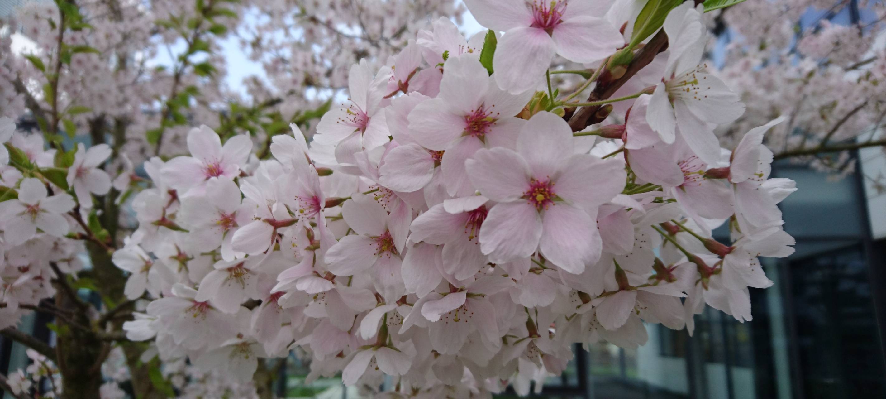 28. März - Offene Gärten im Kleverland - Tropisches Gewächshaus online erleben