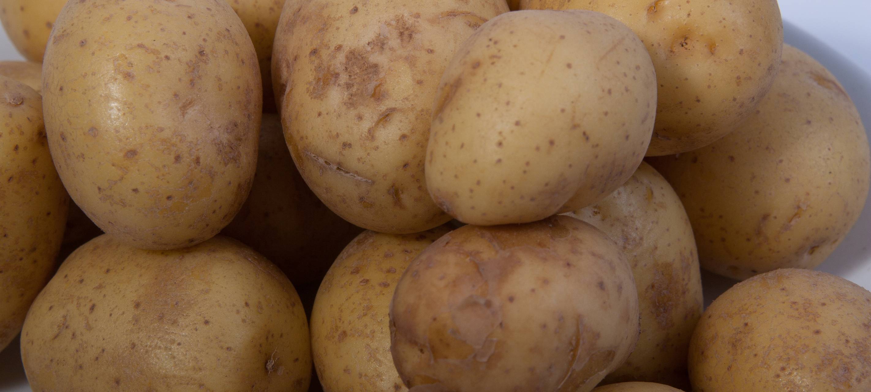 NRW/Niederrhein: Kartoffelbestände überraschend erholt