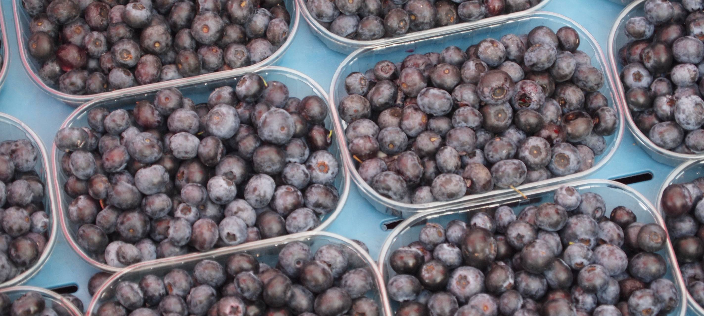 Niederrhein: Anbau von Blaubeeren legt zu