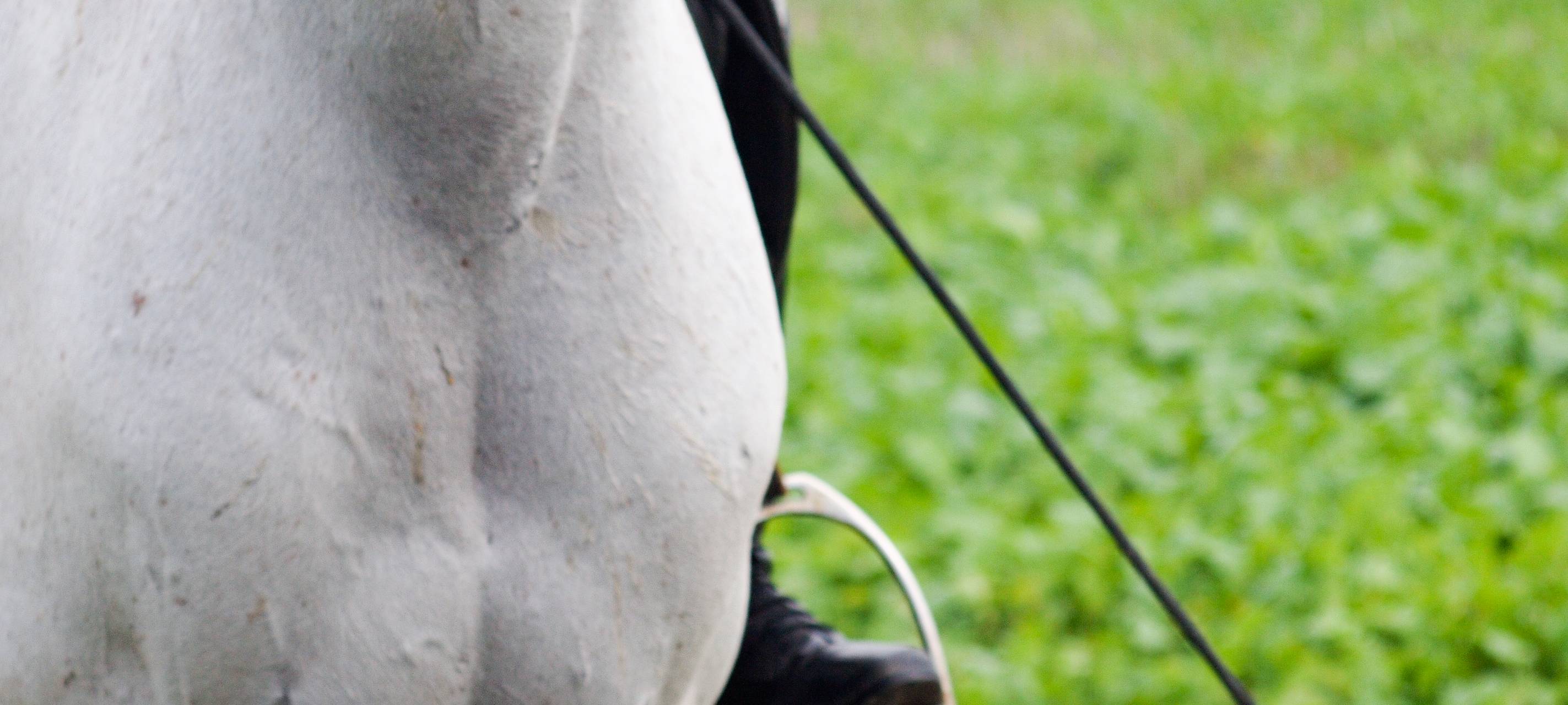 Geldern: FDP fordert Verbesserung der Reitwege