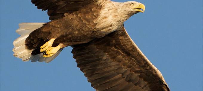 Niederrhein: Seeadler breiten sich wieder aus