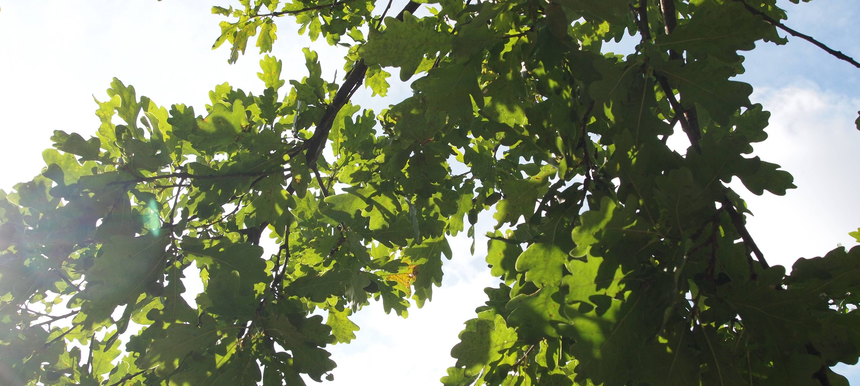 Kleve: Bäume in Reichswalde werden gefällt