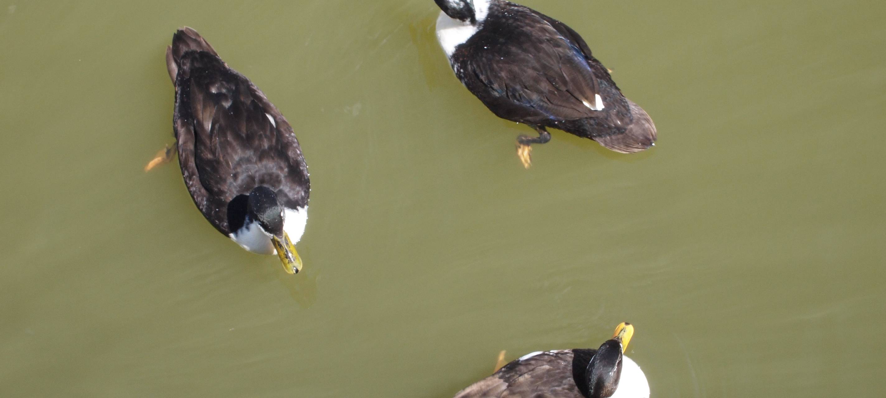 Niederrhein: Ursache für Ententod an der Niers geklärt