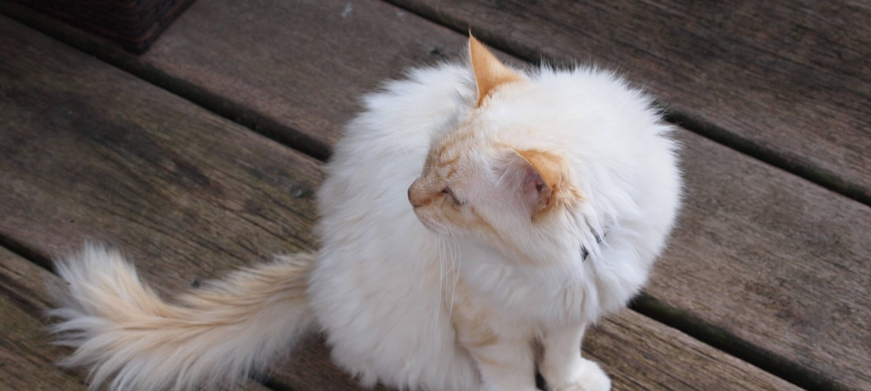 Tierklinik am Forstgarten in Kleve ab September ohne 24-Stunden-Bereitschaftsdienst