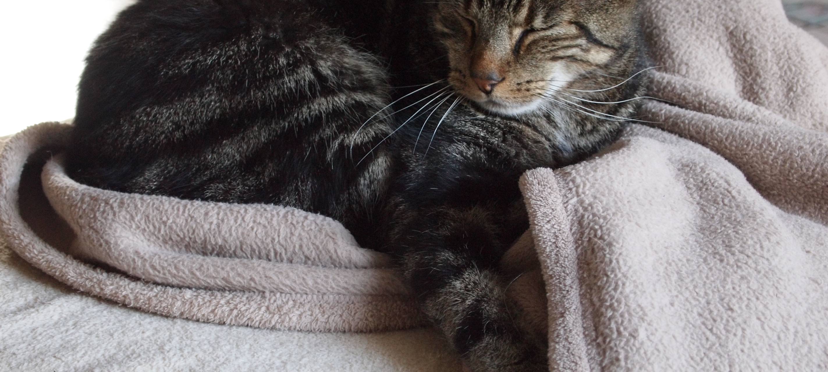 NRW/Niederrhein: Tierschutzpreis ausgeschrieben