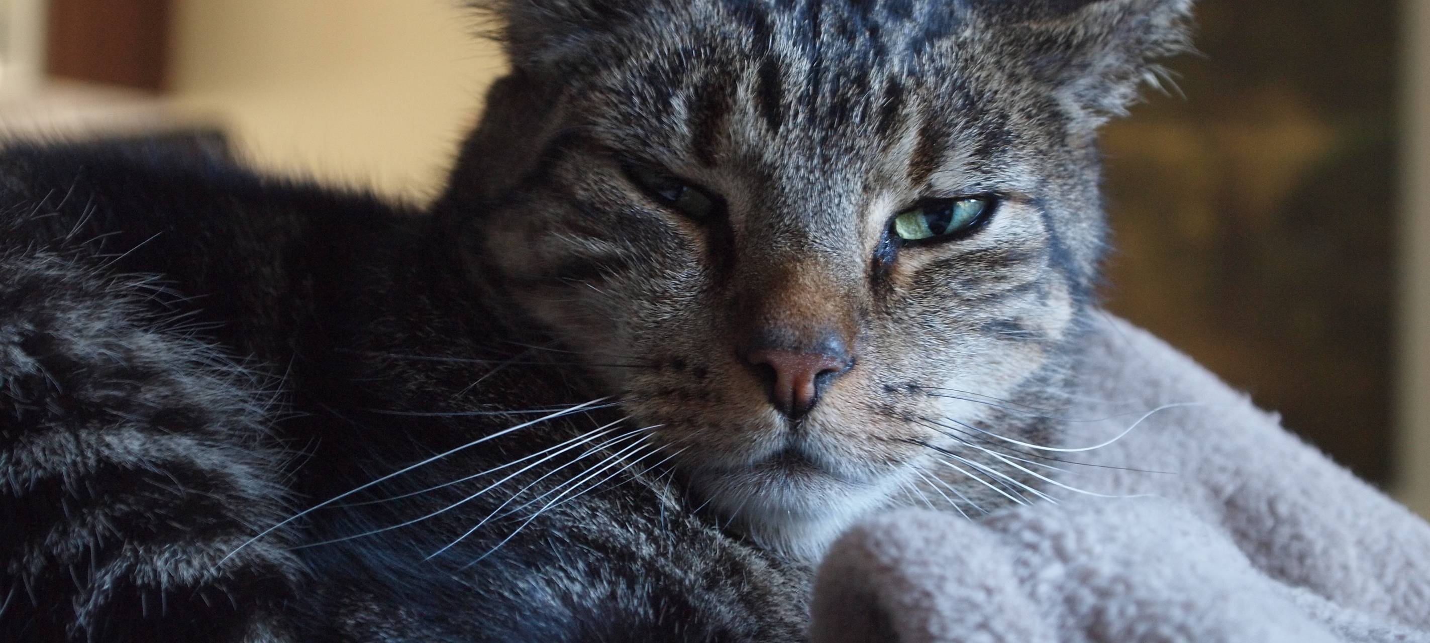 Katzen aus Geldern suchen ein Zuhause
