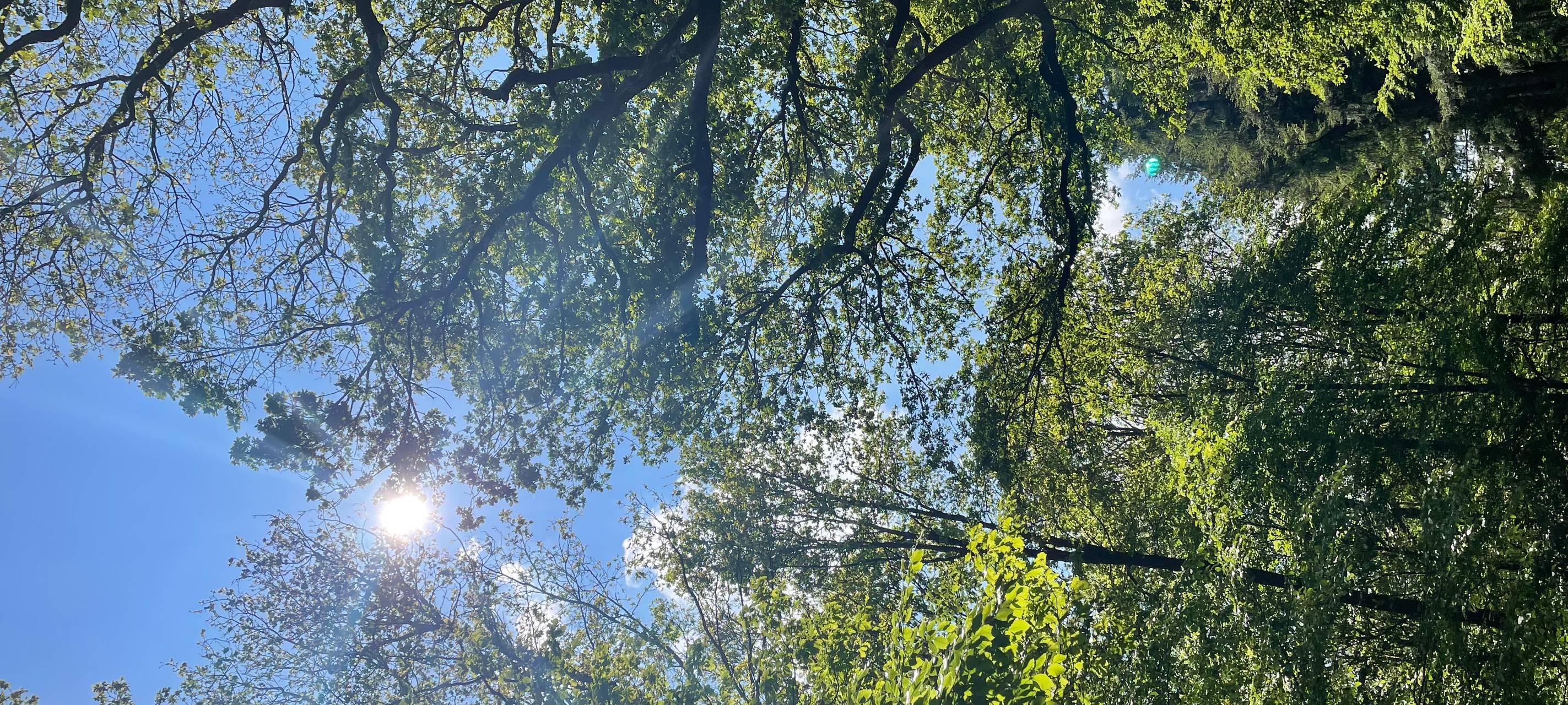 NRW/Niederrhein: Wald wird vielfältiger