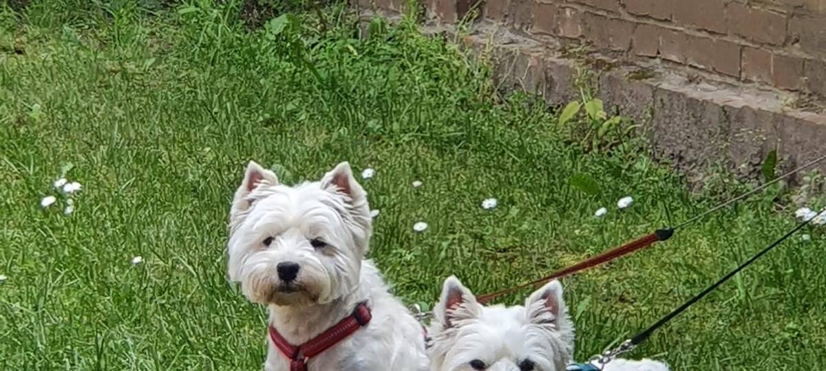 Westies und andere kleine Hunde treffen sich in Weeze