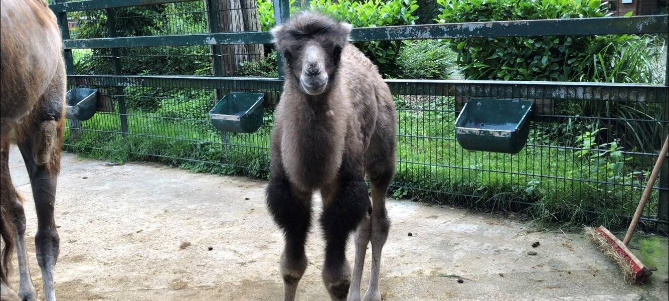 Das Trampeltierfohlen aus dem Tiergarten hat einen Namen