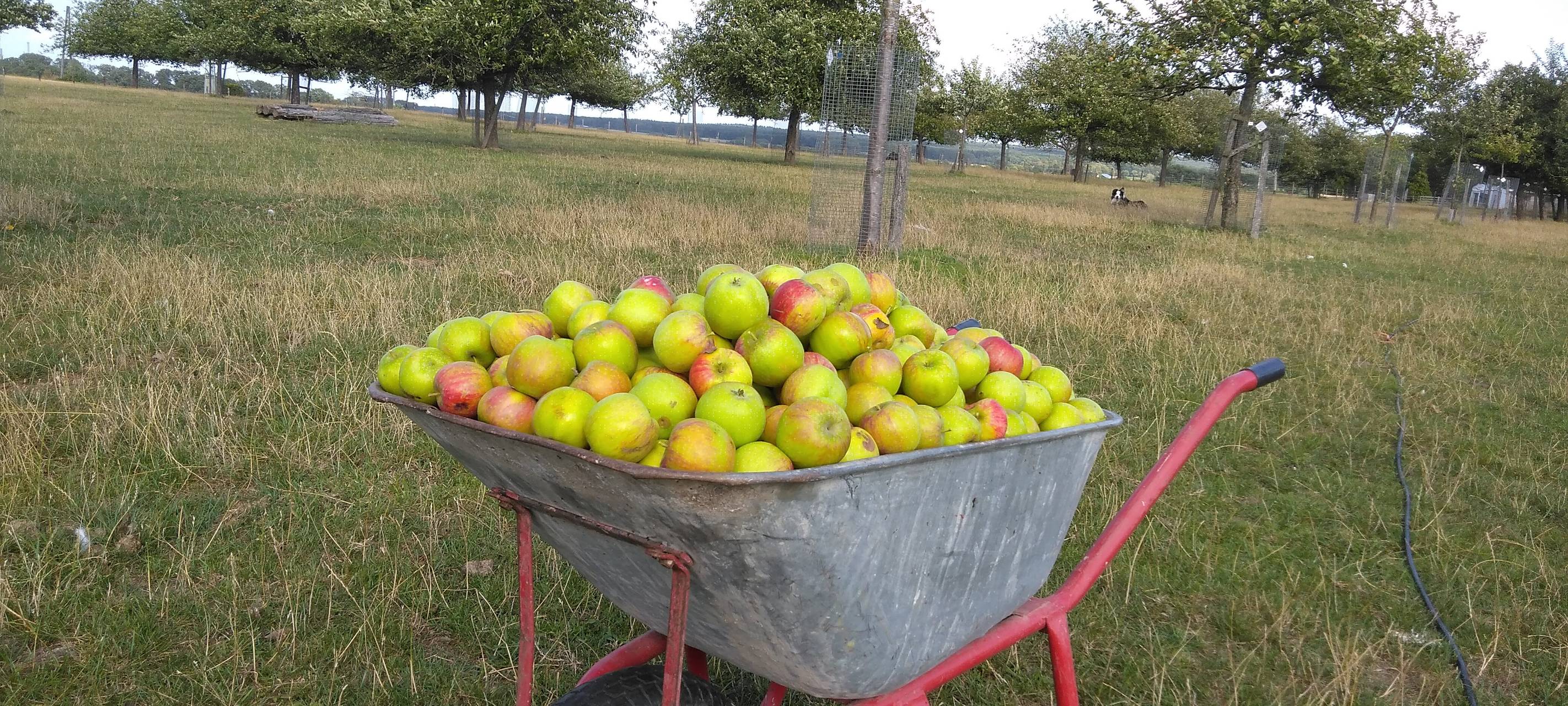25. Sept. - Hoffest auf Berkhöfel Bedburg-Hau
