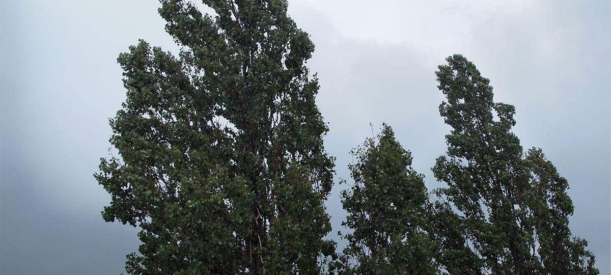 Kreis Kleve: Erste Sturmbilanz