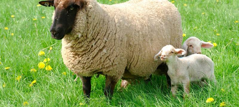 Niederrhein: Aktionstag der Schäfer "Licht gegen das Vergessen"