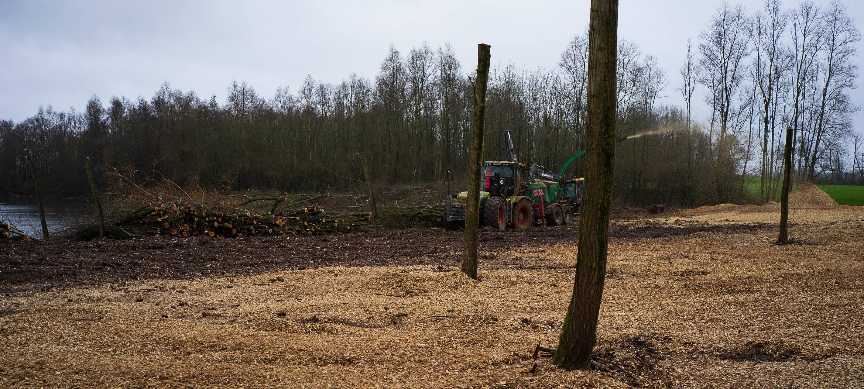 Rees: FFF fordert Rodungs-Stopp am Reeser Meer