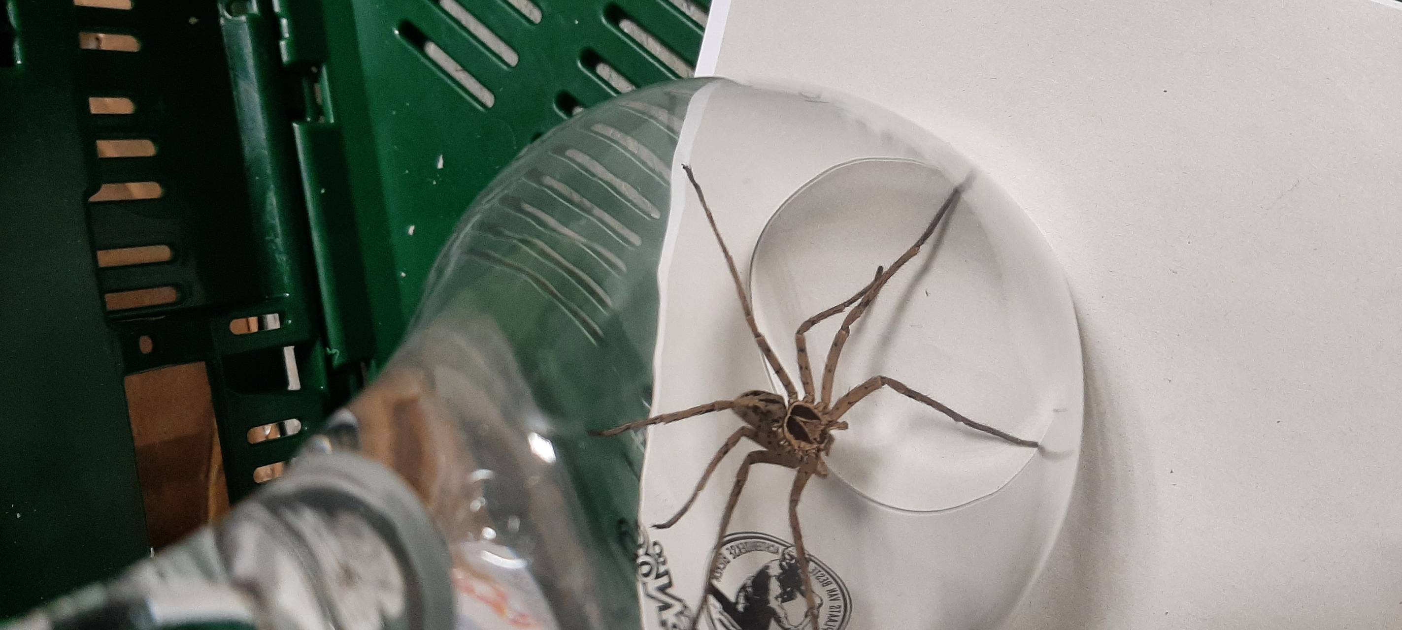 Rees: Giftige Spinne in Bananenkiste entdeckt